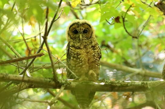 Image of Northern Spotted Owl