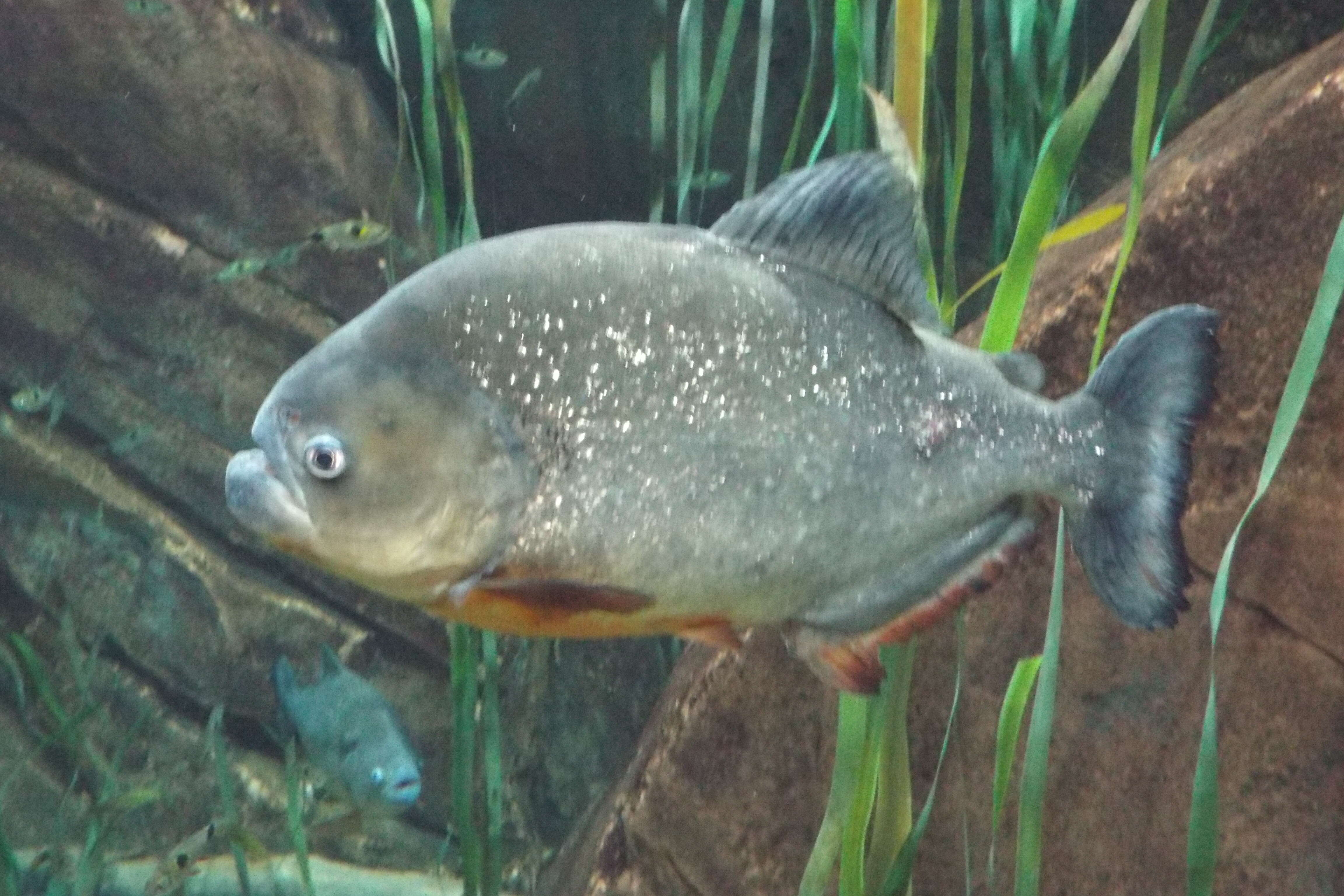 Image of Black spot piranha