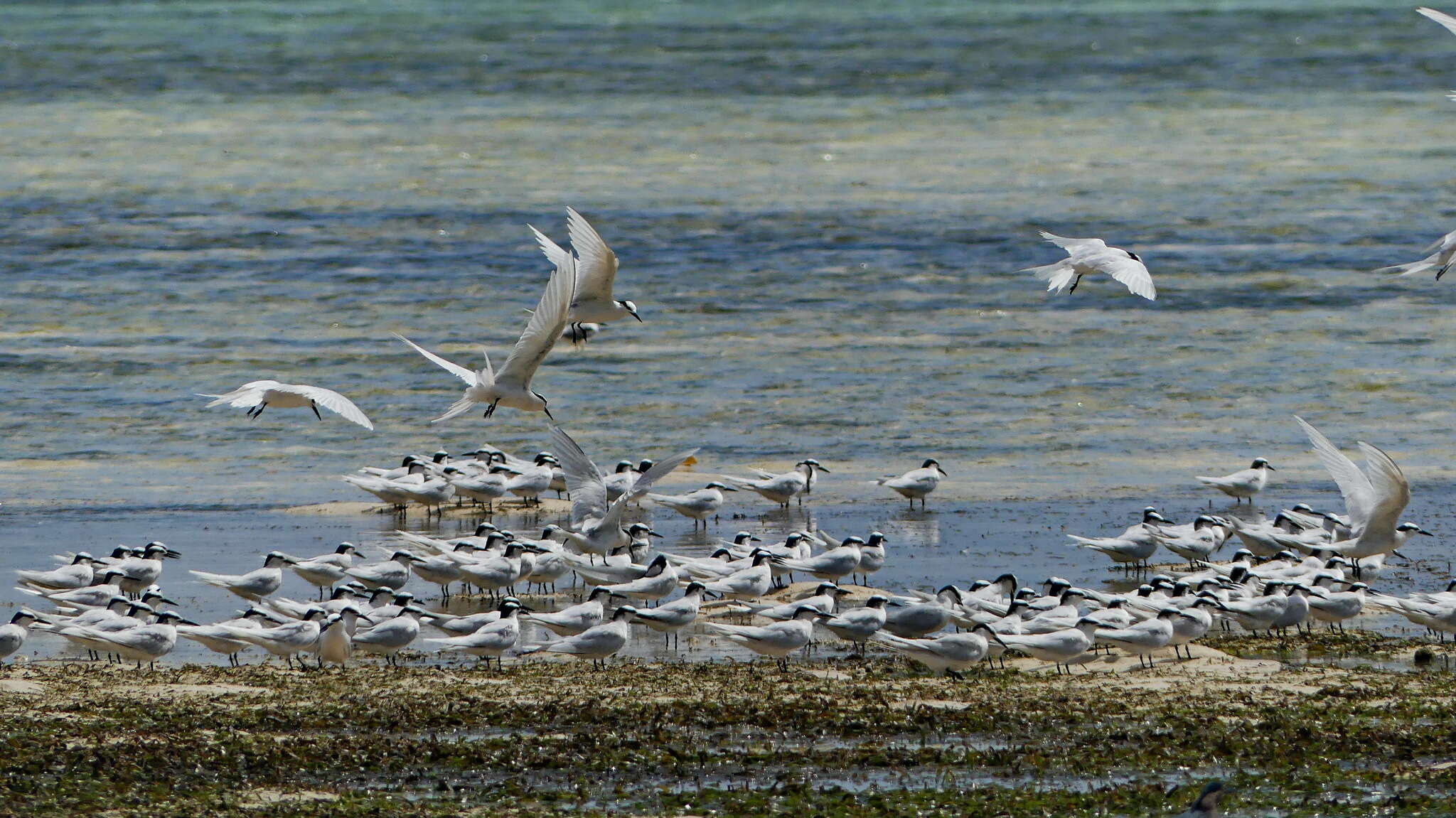 Image of Black-naped Tern