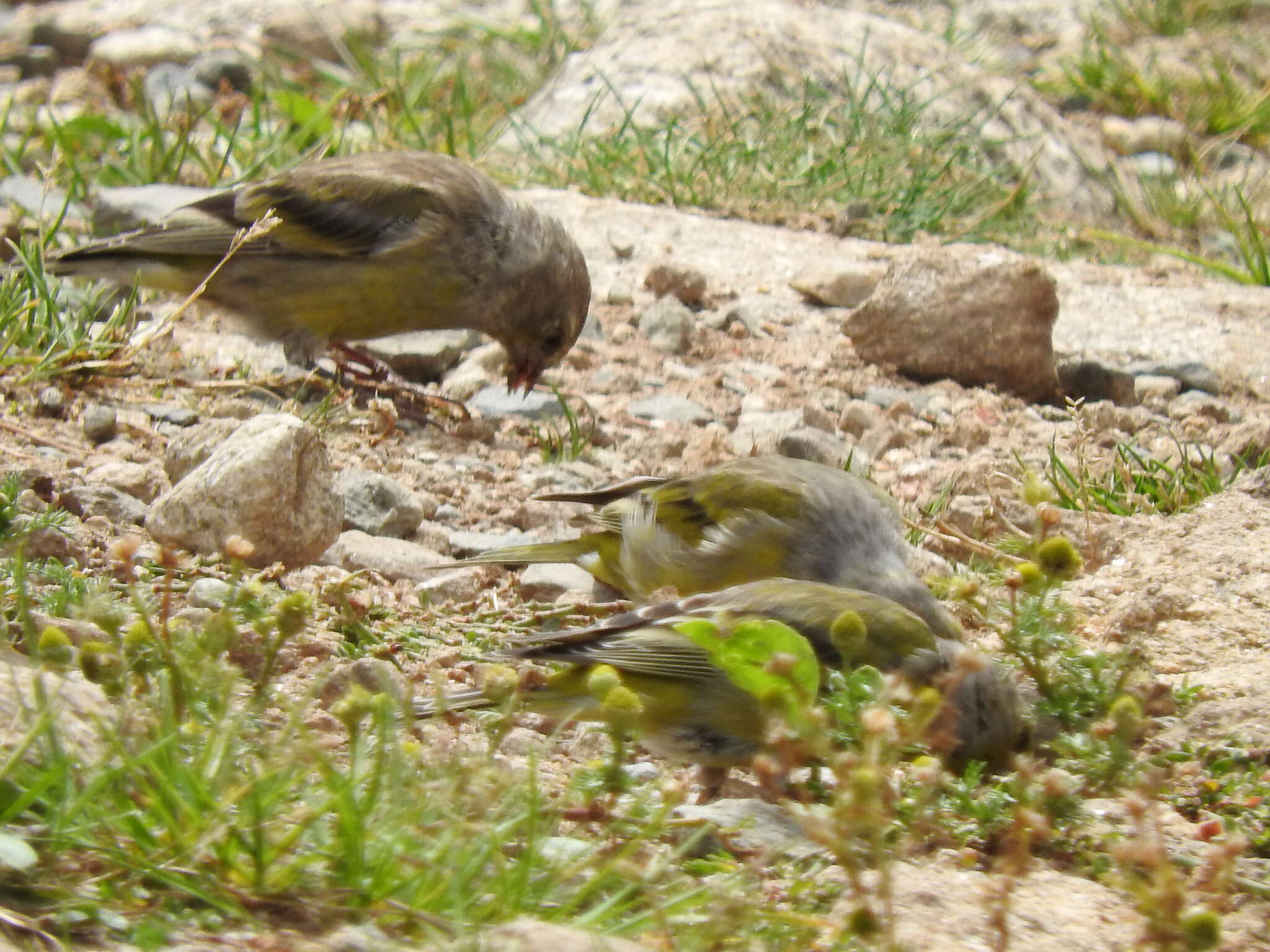 Image of Alpine Citril Finch