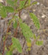 Image of Hermannia althaeoides Hort. ex Link