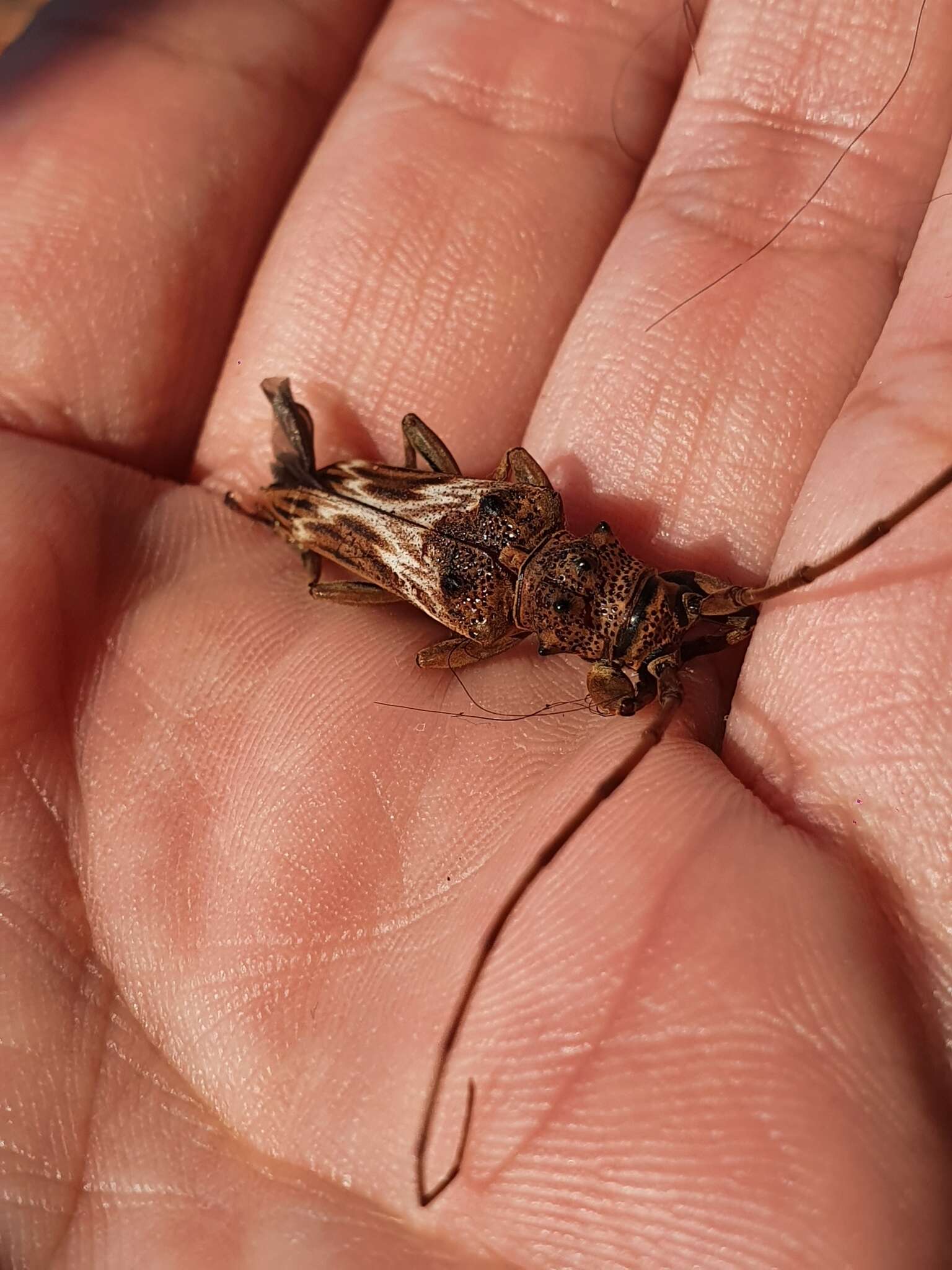 Слика од Rhaphiptera nodifera (Audinet-Serville 1835)