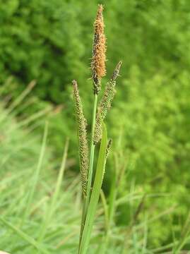 Image of Tufted Sedge