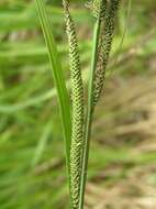 Image of Tufted Sedge