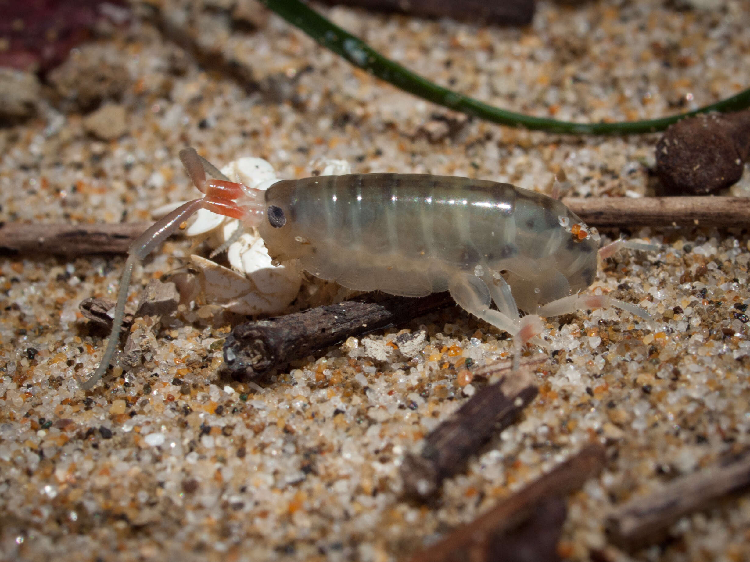 Image of Talitroidae Myers & Lowry 2020