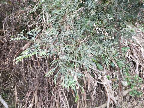 Image of Taiwan Incense-Cedar