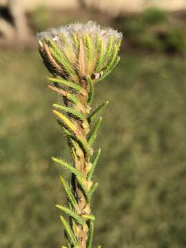 Image of Phylica nigromontana Pillans