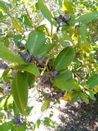 Image of Foetidia obliqua Blume