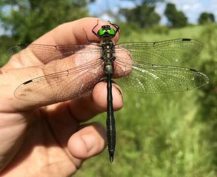 Image of Somatochlora viridiaenea (Uhler 1858)