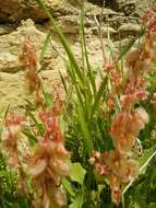 Rumex cyprius Murb. resmi