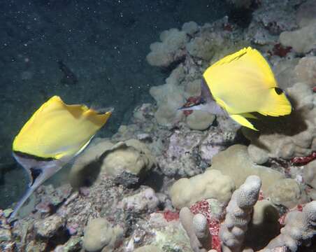 Image of Big long-nosed Butterflyfish