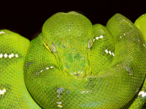 Image of Emerald Tree Boa