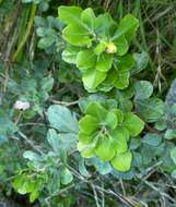 Image of Searsia lucida (L.) F. A. Barkley