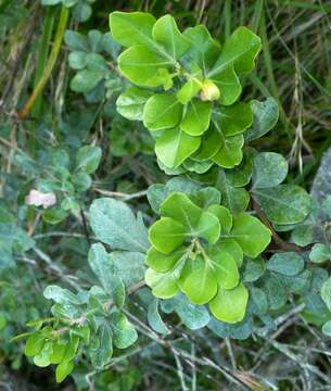 Image of Searsia lucida (L.) F. A. Barkley