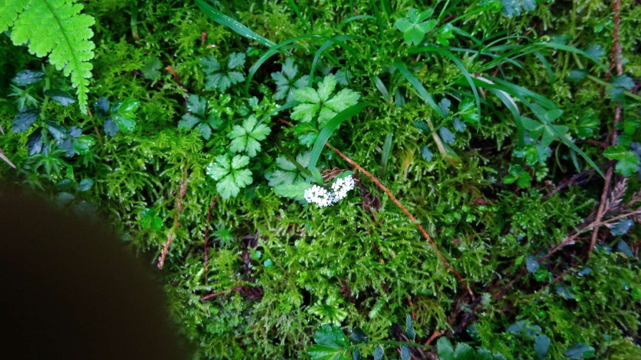 Imagem de Sanicula petagnioides Hayata