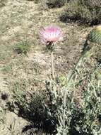 صورة Cirsium tracyi (Rydb.) Petr.