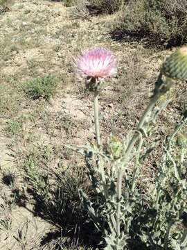 Image of Tracy's Thistle