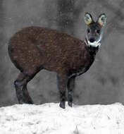 Image of Siberian Musk Deer