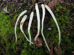 Clavaria acuta Sowerby 1803 resmi