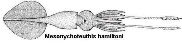 Image of Mesonychoteuthis Robson 1925