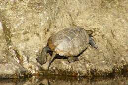 Image of Japanese Pond Turtle