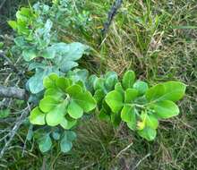 Image of Searsia lucida (L.) F. A. Barkley