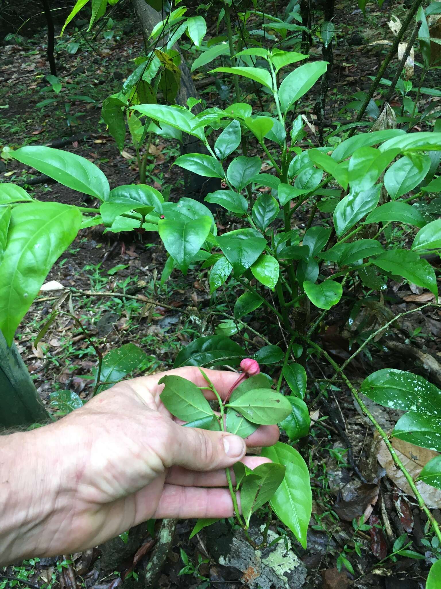 Image de Breynia macrantha (Hassk.) Chakrab. & N. P. Balakr.