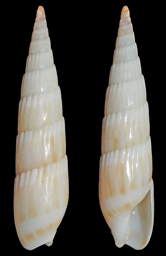 Image of Hastula albula (Menke 1843)