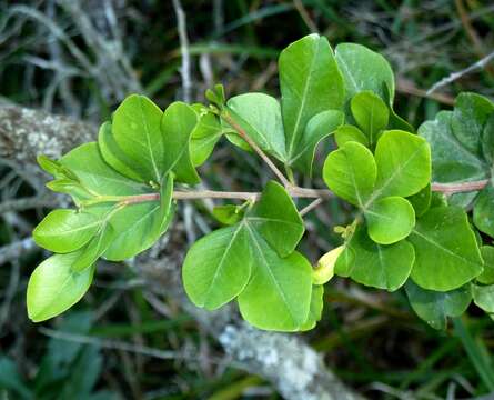 Image of Searsia lucida (L.) F. A. Barkley