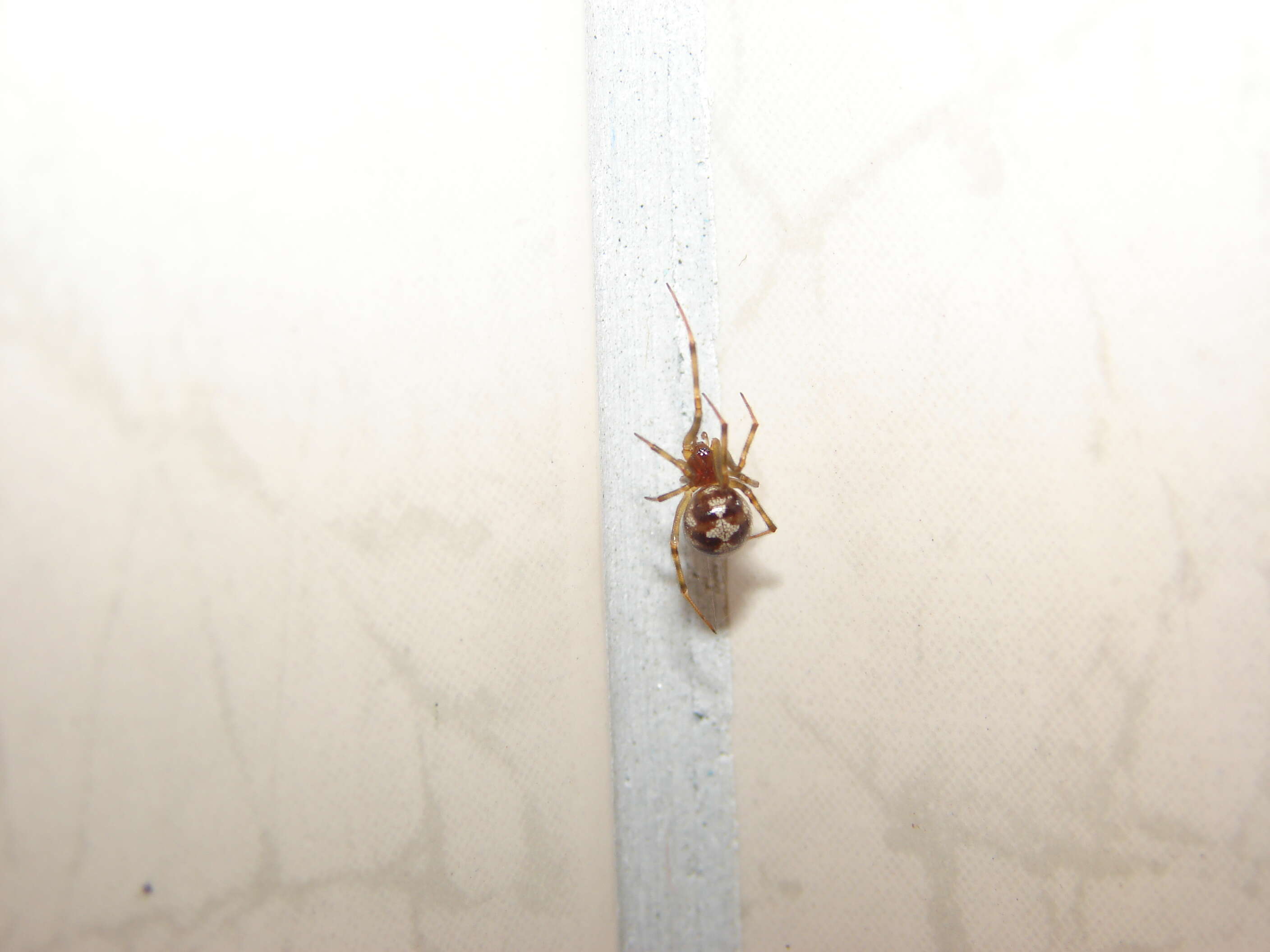 Image of Triangulate cobweb spider