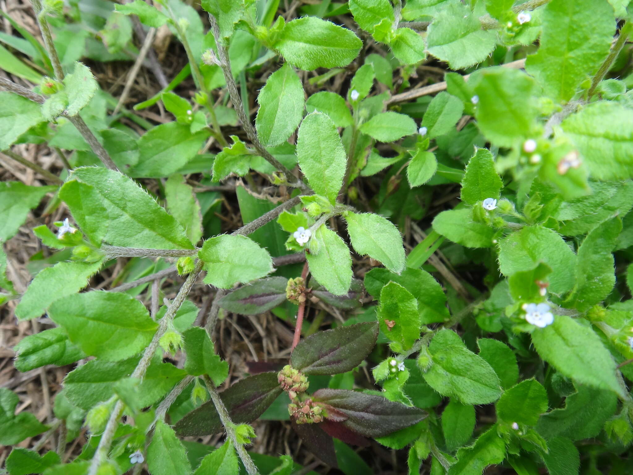 Plancia ëd Bothriospermum zeylanicum (J. Jacquin) Druce