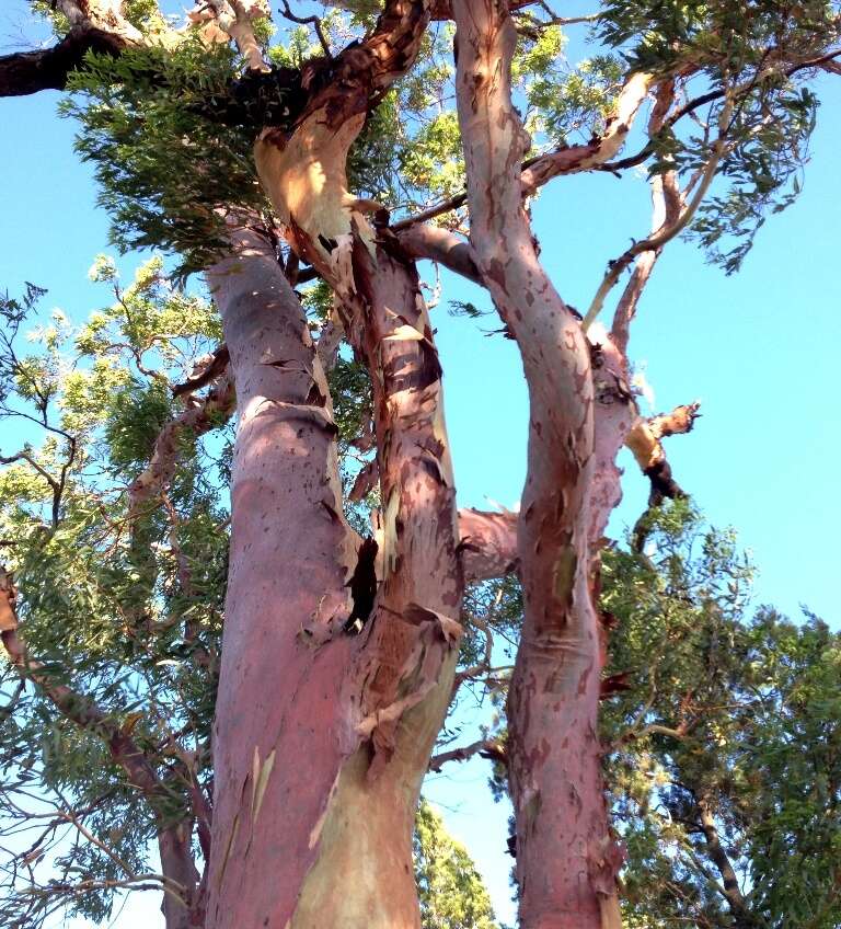 Angophora leiocarpa (L. Johnson ex G. Leach) K. R. Thiele & P. Y. Ladiges的圖片