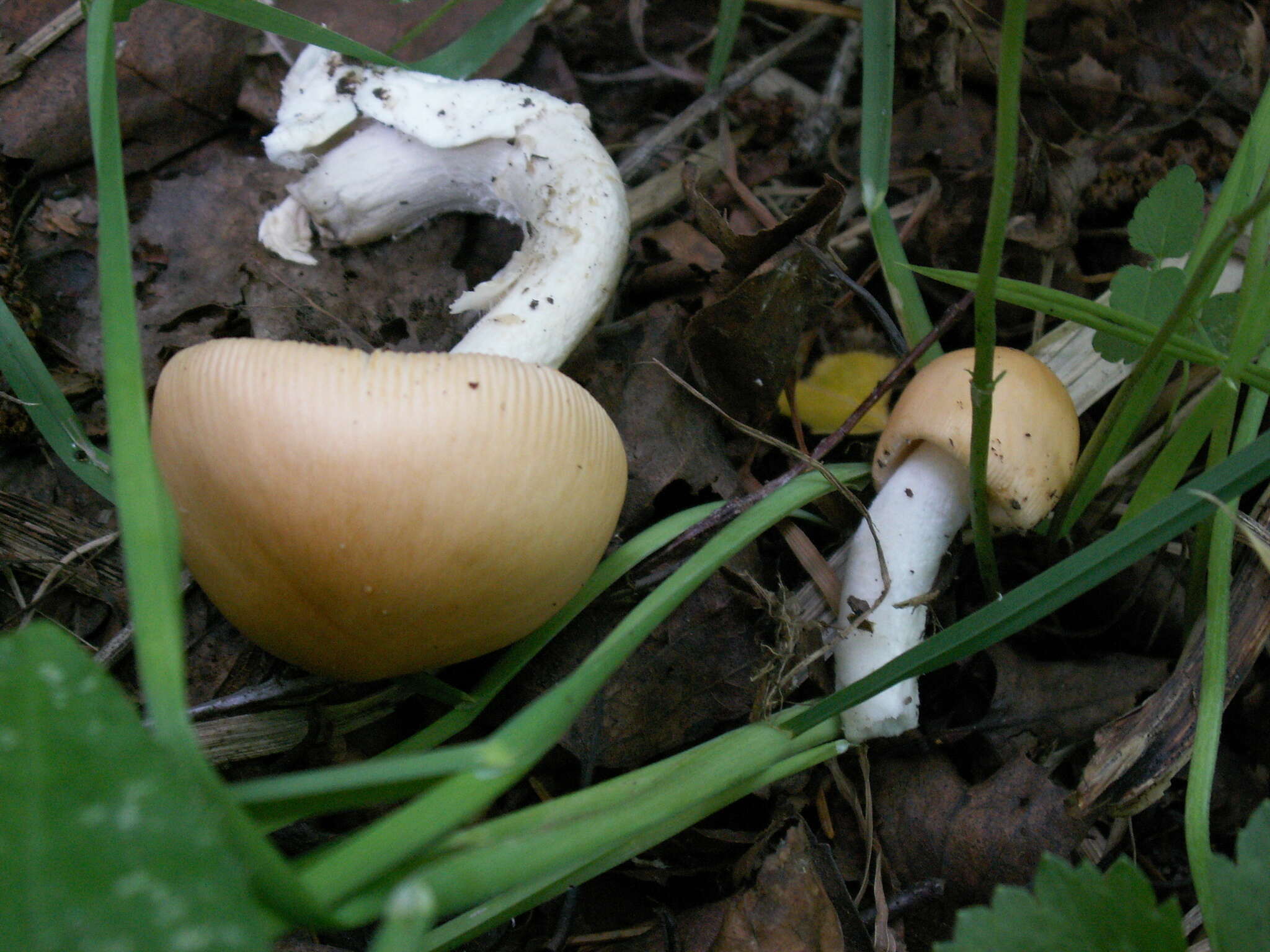 Image de Amanita contui Bon & Courtec. 1989