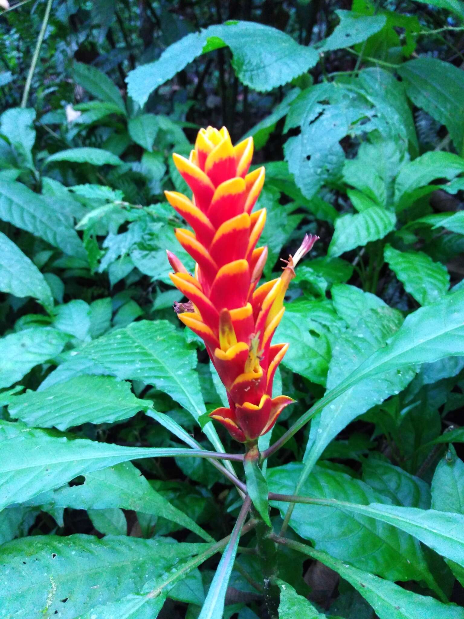 Image de Aphelandra liboniana Linden