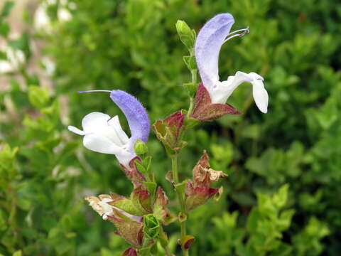 Salvia chamelaeagnea Berg. resmi