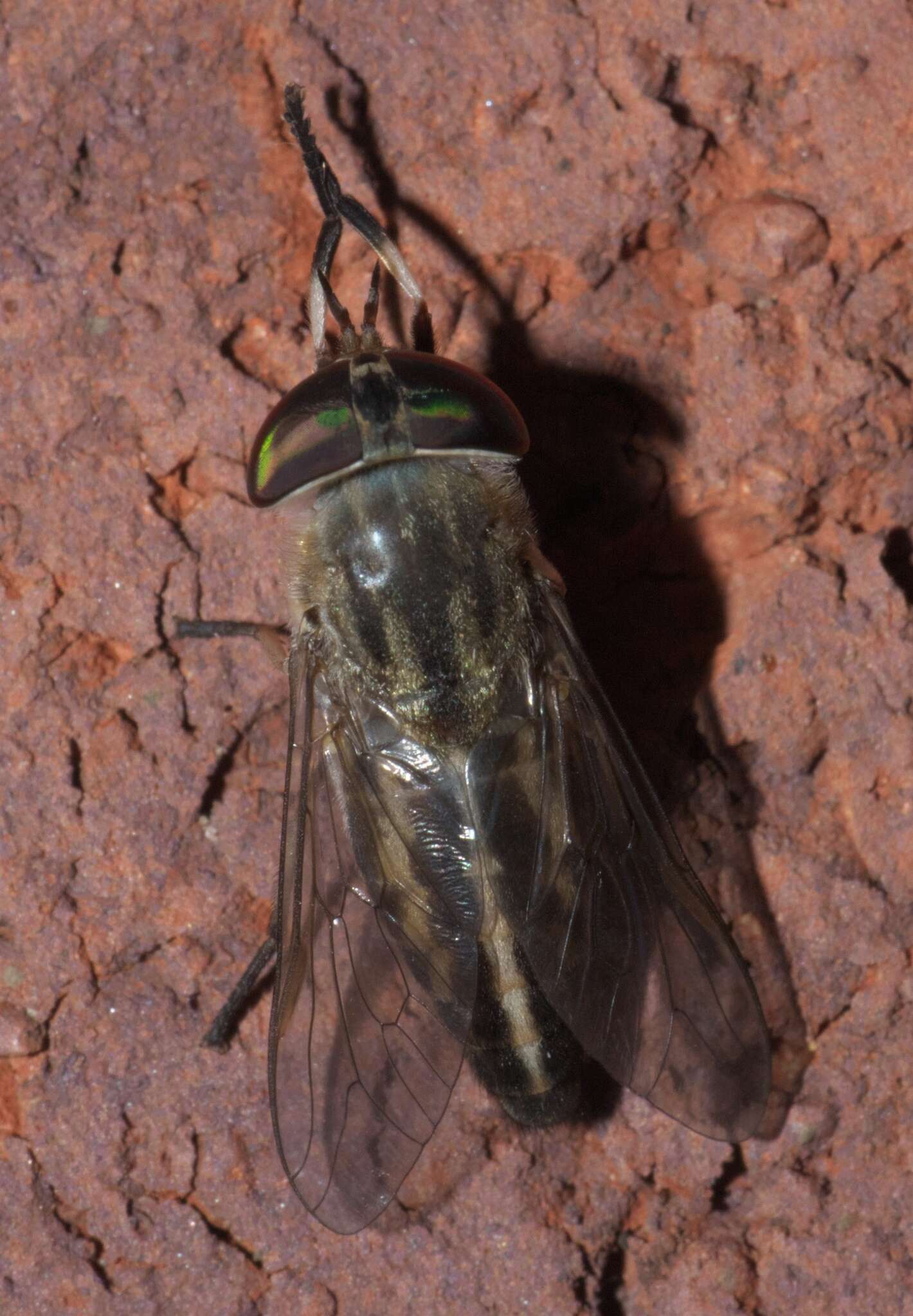 Image of Tabanus subsimilis Bellardi 1859