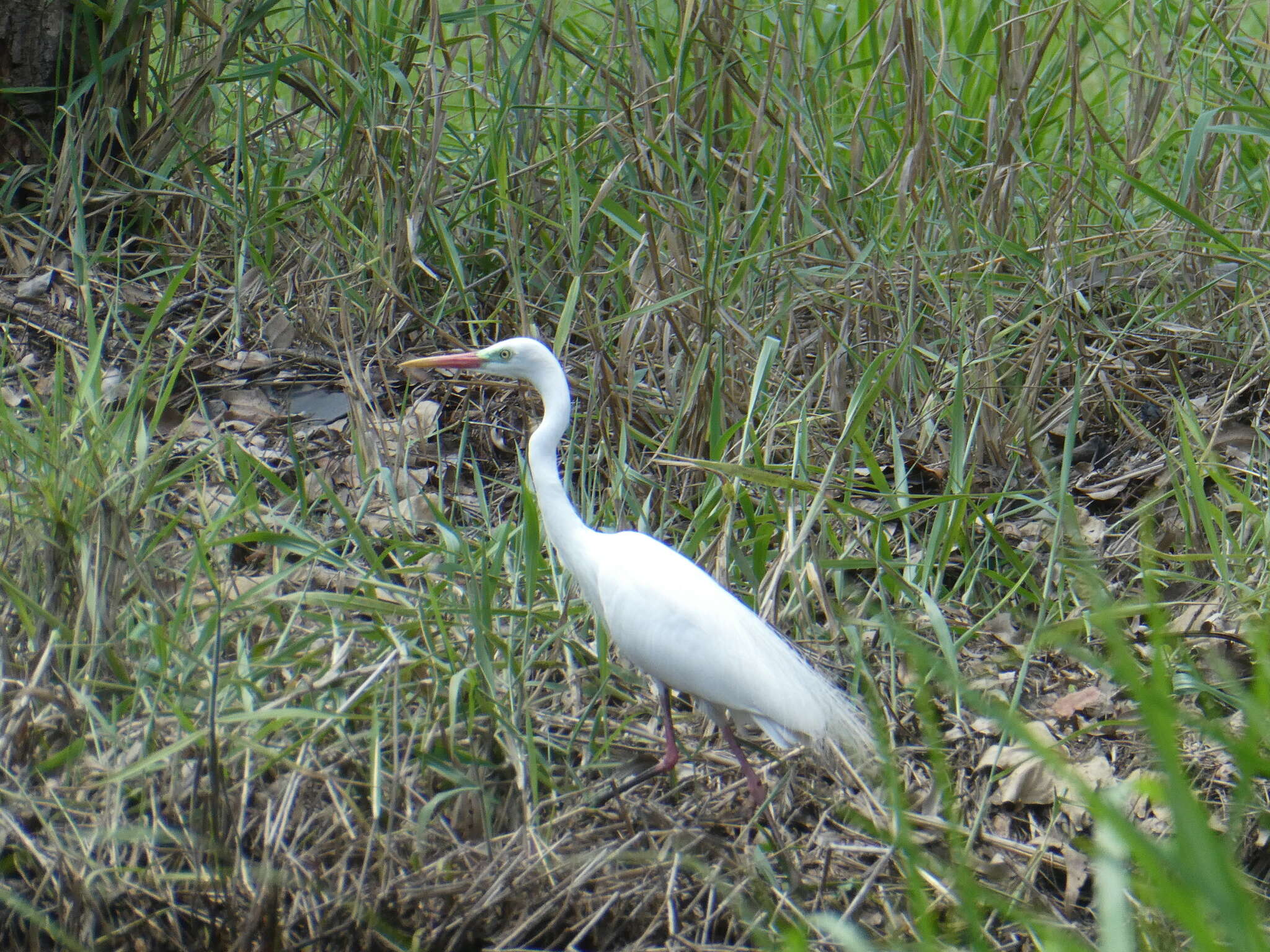 Imagem de Ardea intermedia plumifera (Gould 1848)