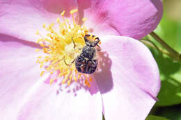 Image of Flower chafer