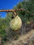 Imagem de Aesculus californica (Spach) Nutt.