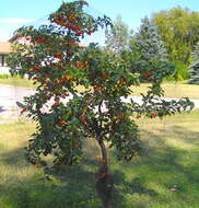 Image of sour cherry