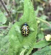 Calligrapha polyspila (Germar 1821)的圖片