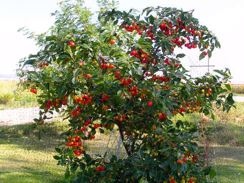 Imagem de Prunus cerasus L.