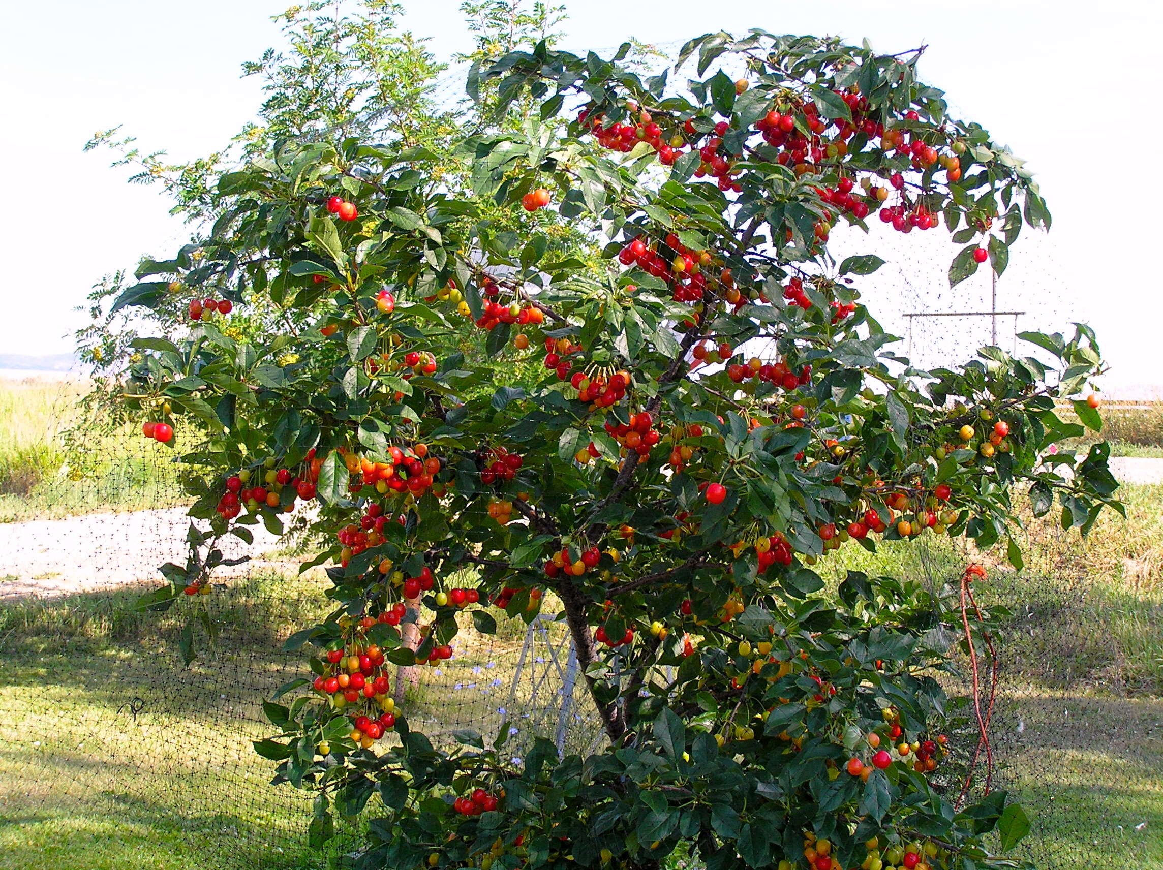 Image of sour cherry