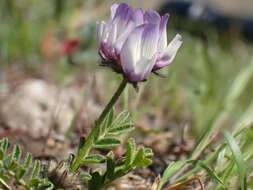 Imagem de Astragalus breweri A. Gray