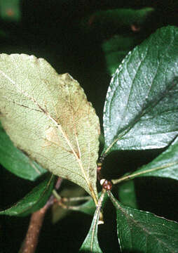 Image of may hawthorn