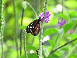 Imagem de Tithorea tarricina duenna Bates 1864