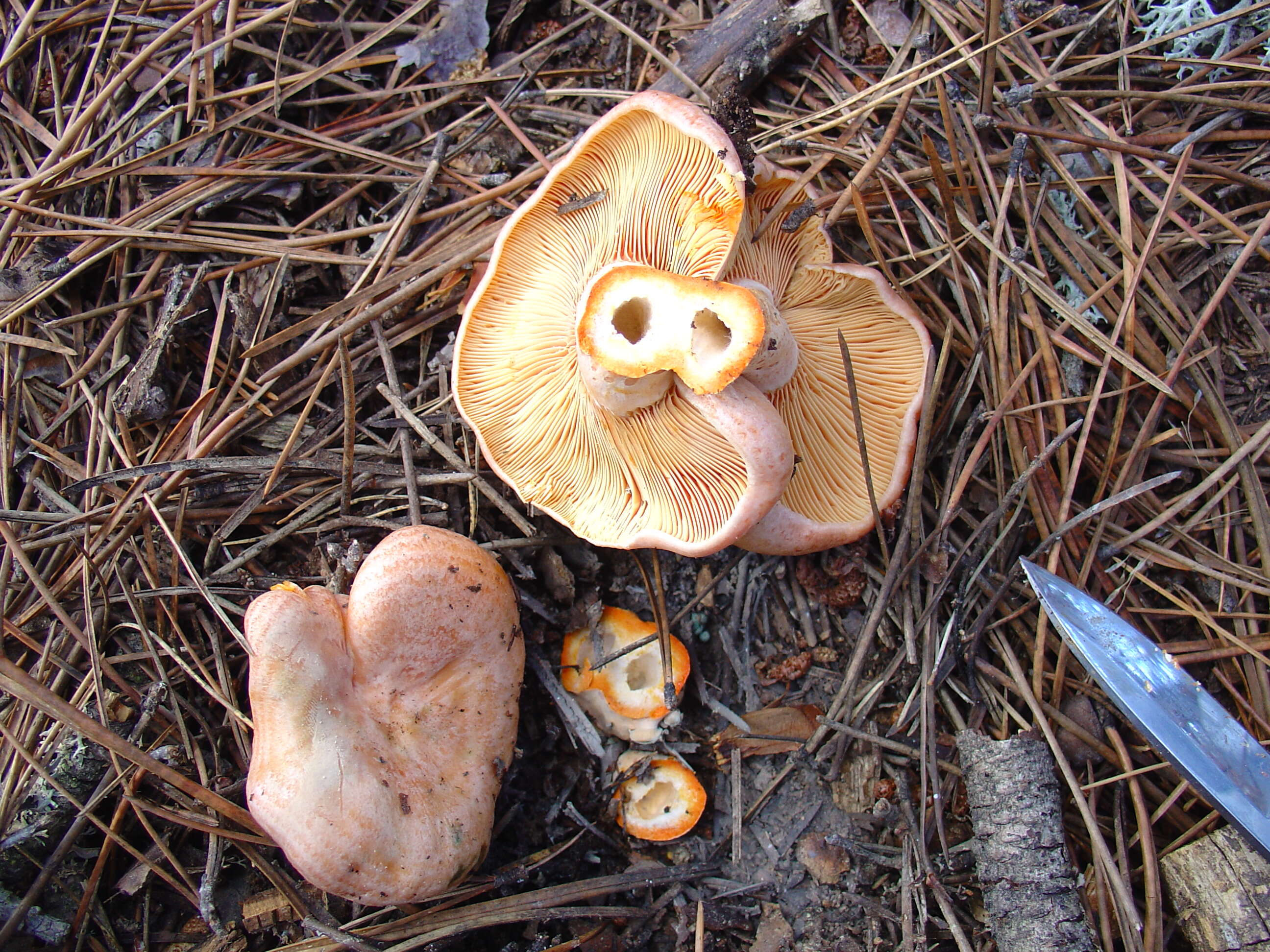 Image of Red Pine Mushroom