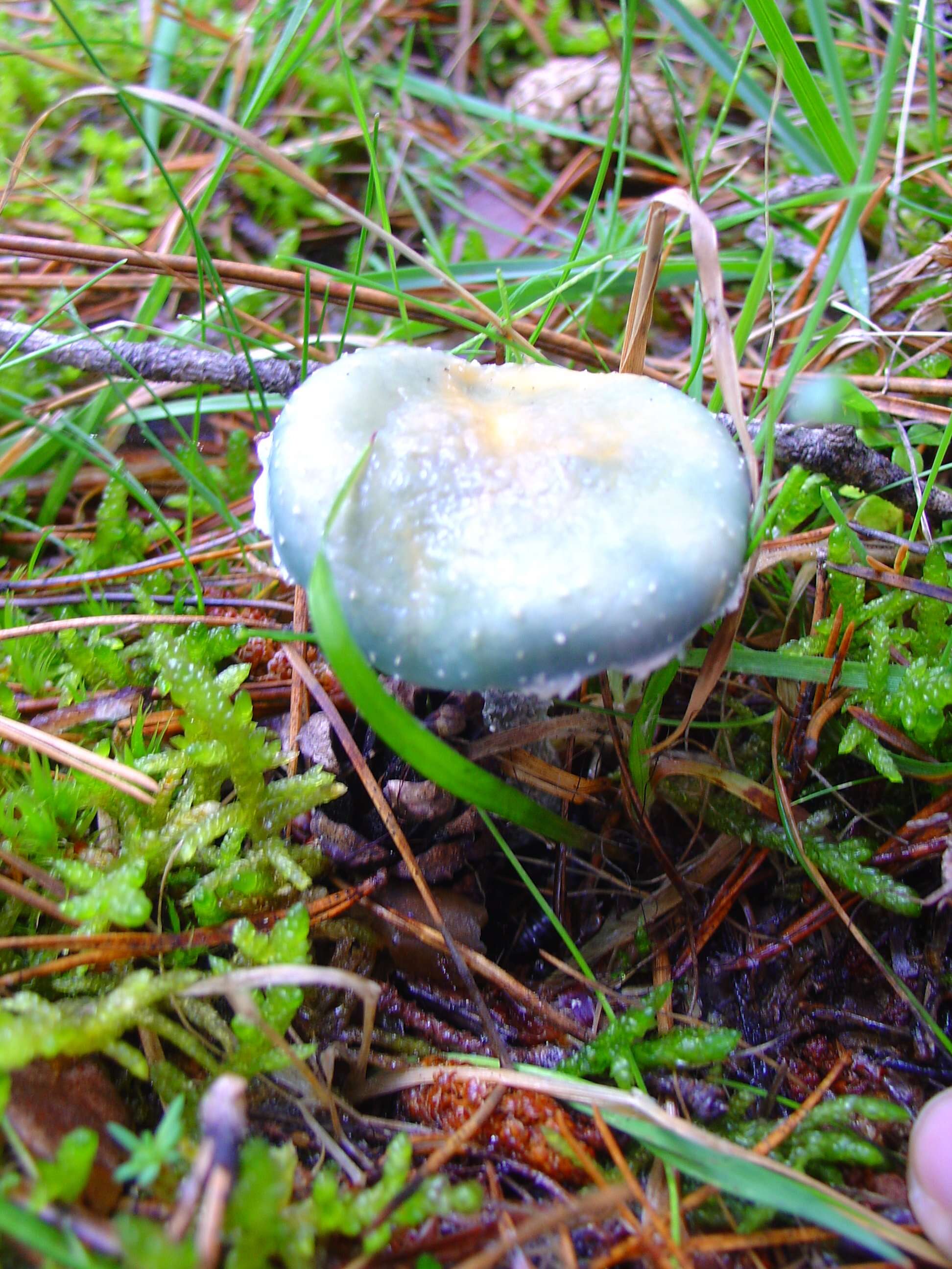 Image of Stropharia aeruginosa (Curtis) Quél. 1872