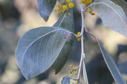 Image of Acacia bancroftiorum Maiden