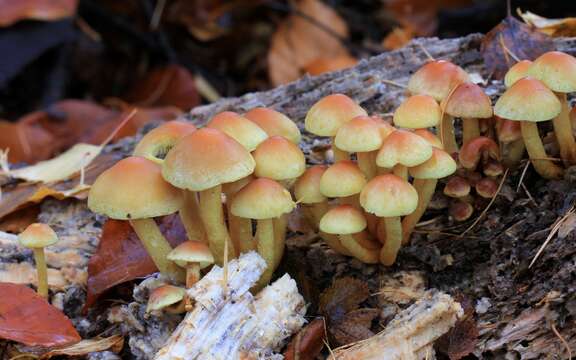 Image of Hypholoma fasciculare (Huds.) P. Kumm. 1871